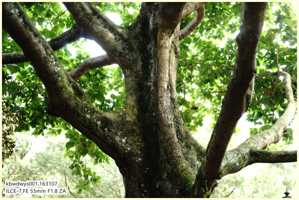 生活雜記:坡島散記08——流連忘返植物園 生活雜記:坡島散記08——流連忘返植物園