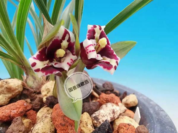 883：蘭花栽培還是要適當地給肥