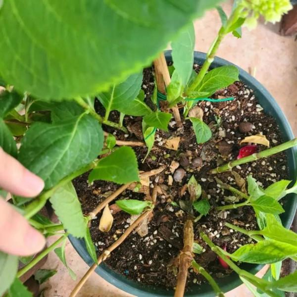 冬天養這3種花,別光顧著催花,養根才是“正經事” 冬天養這3種花,別光顧著催花,養根才是“正經事”