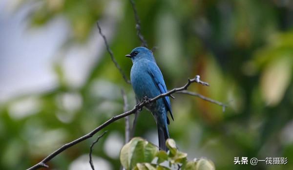 活躍在華南植物園裡的銅藍鶲