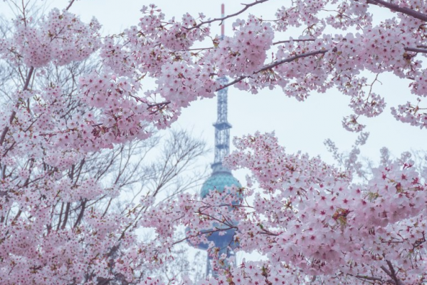 浪漫櫻花下的自駕遊