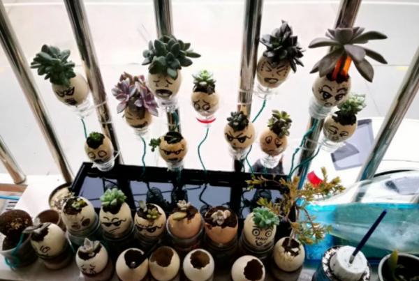 雞蛋殼是養花神器，掌握住這些用法，完全不需再花錢買肥料了