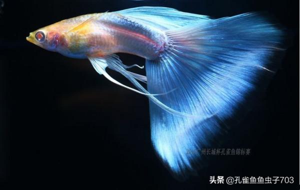 別人養的孔雀魚4個月都能繁殖了，而我養的6個月了，還這麼小啊？