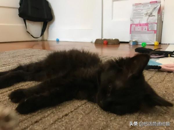 留學生被拒20次終於領養到貓，半年後發現小貓咪居然變色了