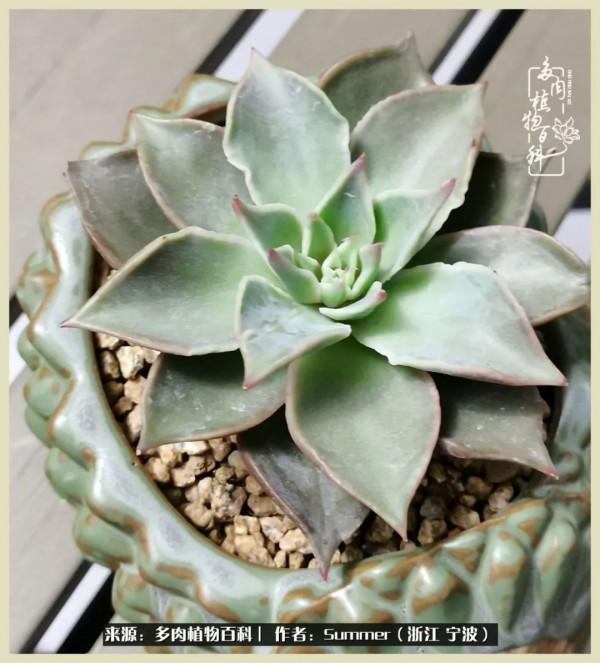 多肉小白2個月成功入坑:有我在,你們就負責變美吧 多肉小白2個月成功入坑:有我在,你們就負責變美吧