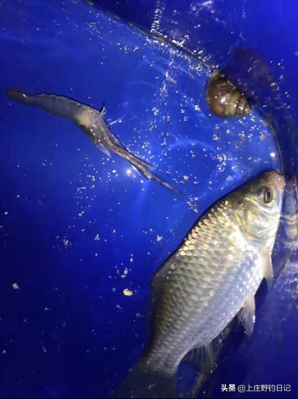 釣魚日記——2021年9月17日 釣魚日記——2021年9月17日