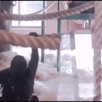 動物的世界人不懂，人的世界動物很清楚