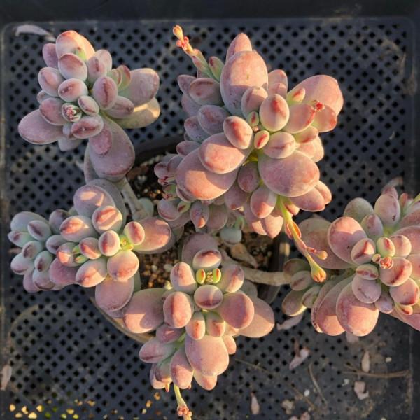 「奇聞異錄」美物使人愉悅：來自多肉的“自拍”