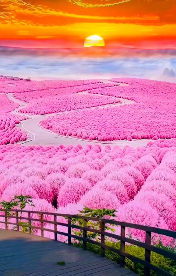 分享：五彩斑斕，千姿百態的花海，視覺盛宴，像仙境一般美麗