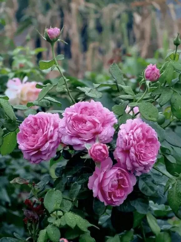 月季品種裡，據有牡丹月季之稱的6個品種，爭奇鬥豔，美不勝收