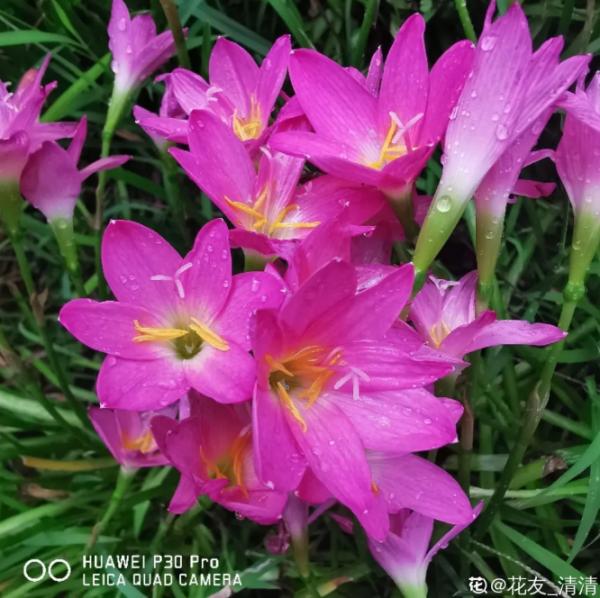 超便宜的藍雪花,開出清涼藍色花,夏天看著超涼快 超便宜的藍雪花,開出清涼藍色花,夏天看著超涼快