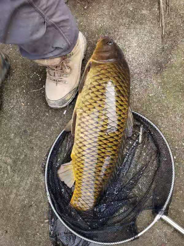 “秋天到，魚好釣”。但小魚鬧窩大魚難釣，釣大魚的方法來了