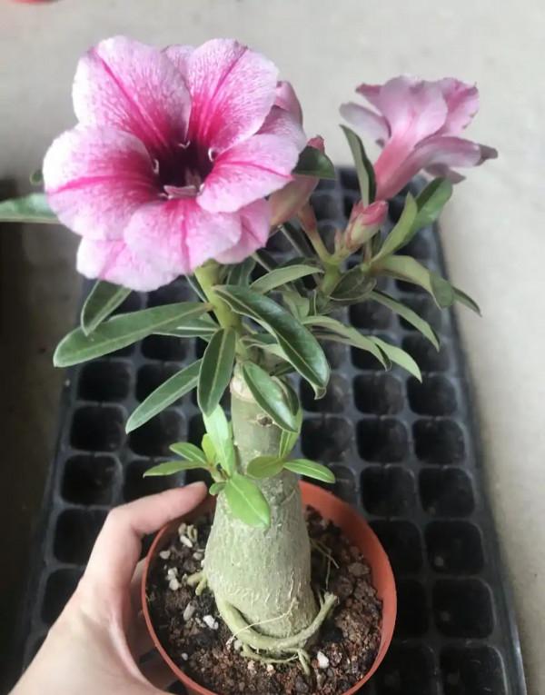 容易因多澆水而死的“18種花”，養不活都是由於手太勤