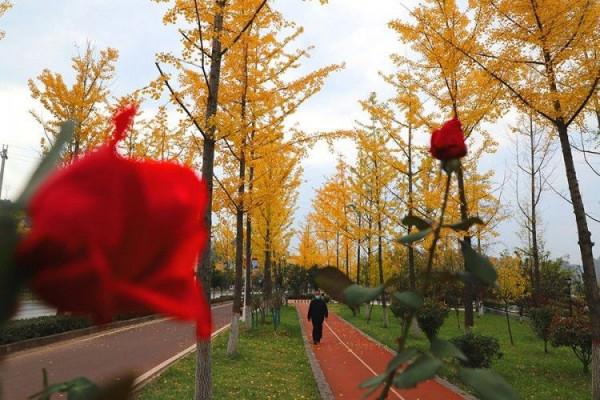 醉人的濱江銀杏公園