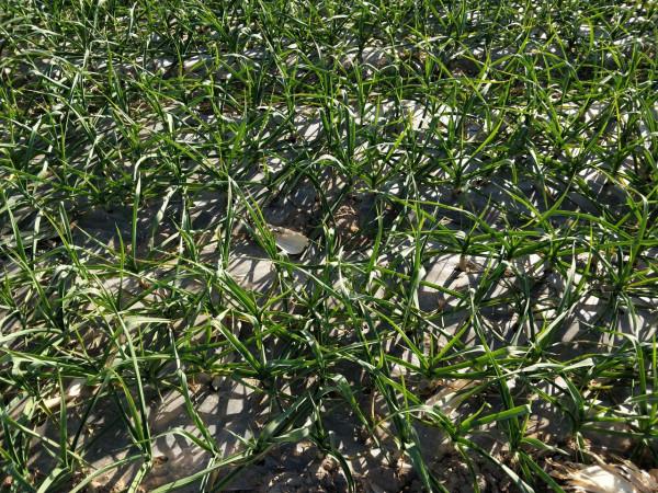 秋播大蒜啥時候種植最合適?為了產量高,種早種晚都不行 秋播大蒜啥時候種植最合適?為了產量高,種早種晚都不行