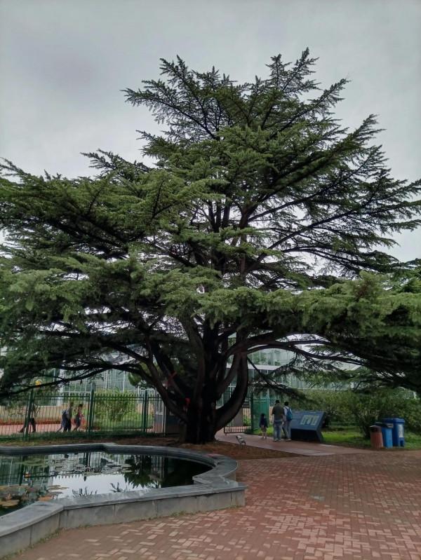 週末遛娃好去處，中科院植物研究所