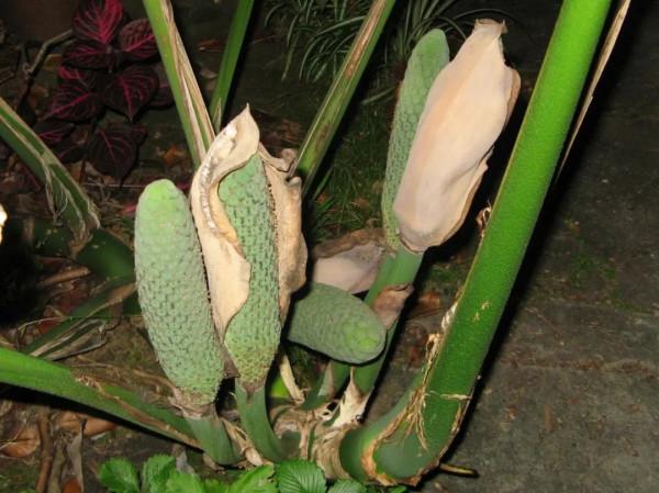 終於知道龜背竹為啥也叫“蓬萊蕉”，原來它的果實能媲美香蕉