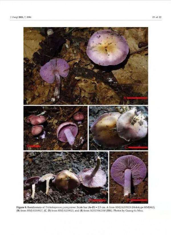 吉林農業大學圖力古爾教授團隊發表真菌新科