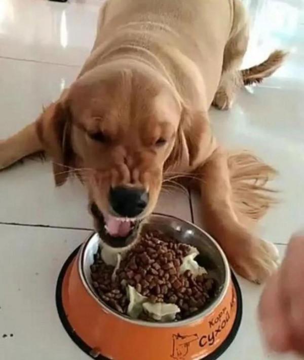 狗狗為什麼會護食？