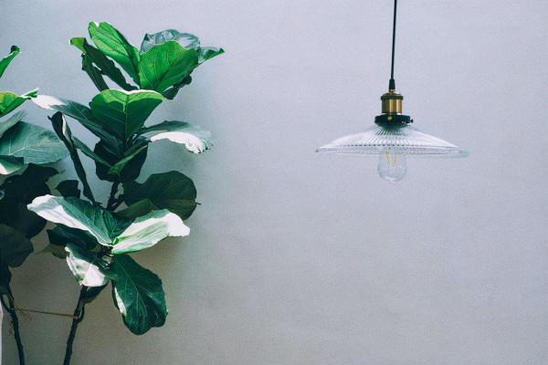 栽培植物也要看它的氣質,看看哪種花卉更適合你的家,一起來看 栽培植物也要看它的氣質,看看哪種花卉更適合你的家,一起來看