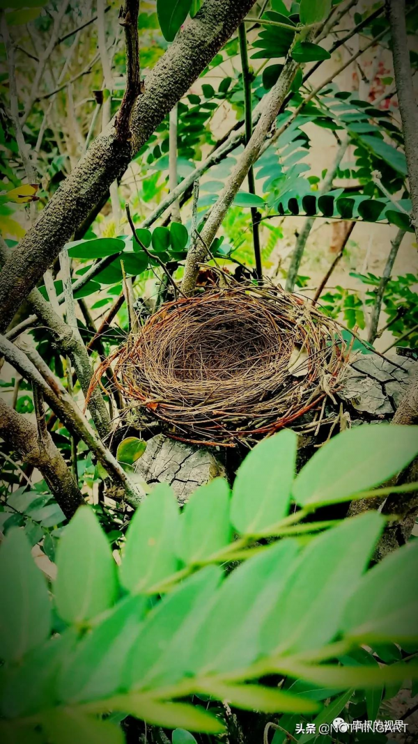 小時候最想住的“鳥窩”| Charlie Baker 來自大自然的雕塑建築 小時候最想住的“鳥窩”| Charlie Baker 來自大自然的雕塑建築