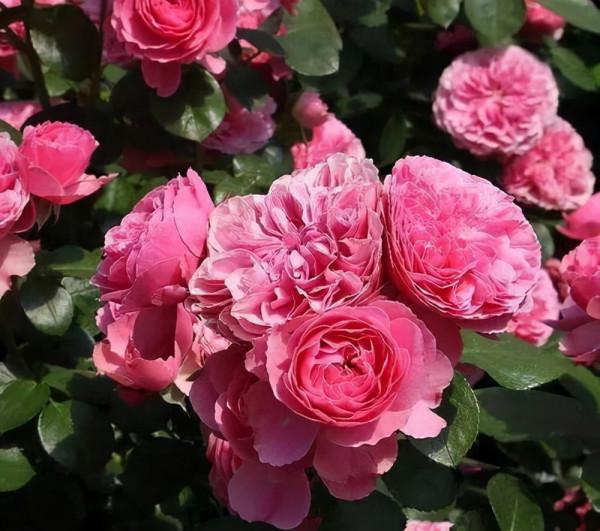 月季歡迎，花色靚麗，生機勃勃，主要刺少，不扎手