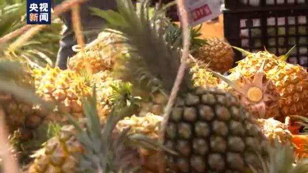 愛吃菠蘿的你不要錯過！打卡中國大陸最南端：“大陸之角”有片“菠蘿的海”