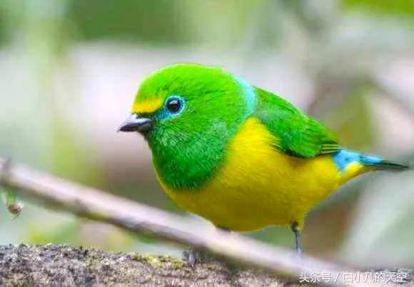 分享：全世界稀有色彩斑斕的鳥兒，太漂亮了