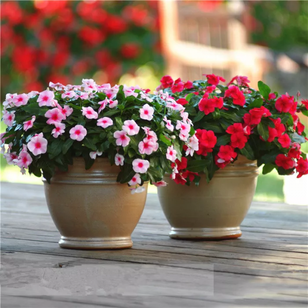 讓花園充滿浪漫色彩的粉色開花植物，滿足你的少女心