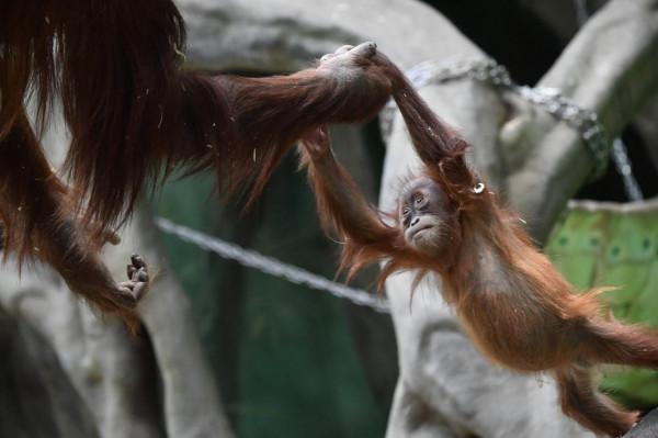 莫斯科動物園的動物們