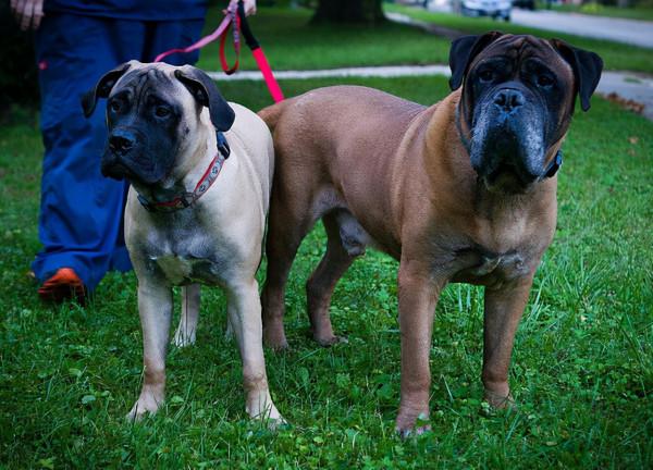 這些狗陪伴不了主人多久,最長壽的只有12年命 這些狗陪伴不了主人多久,最長壽的只有12年命