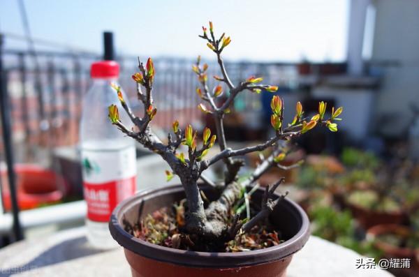 盆栽李子果樹七步走？可以試試這樣做哦！成活率很高哦