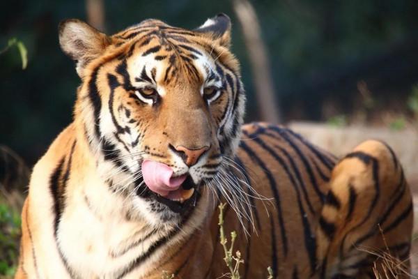 新春看虎山！廣州動物園“虎虎生威”系列活動鬧新春