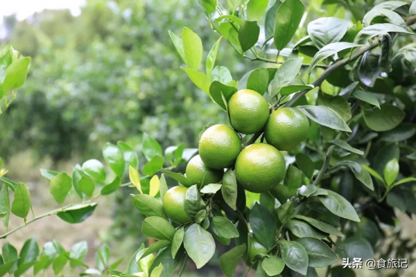 沒想到這麼不起眼的綠皮柑，口感竟然這麼神仙