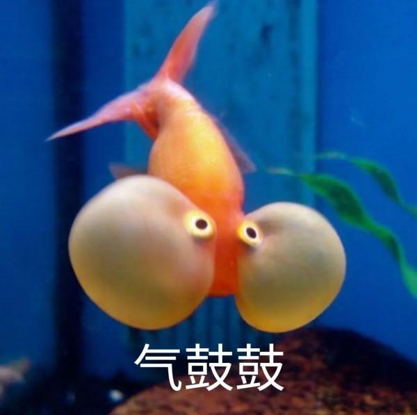 魚的記憶只有7秒？金魚本魚回應了
