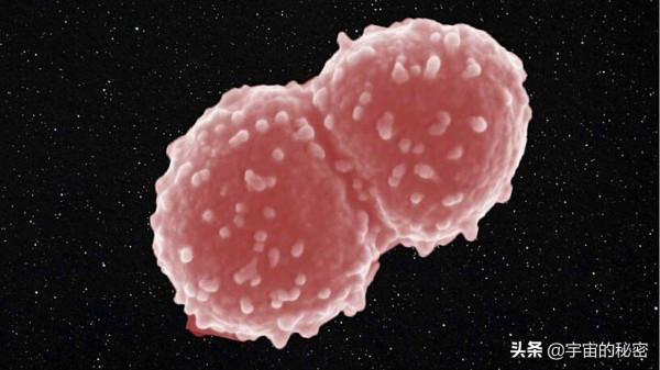 人類第一批星際宇航員候選者不是人？看來這些才是最強的地球生物
