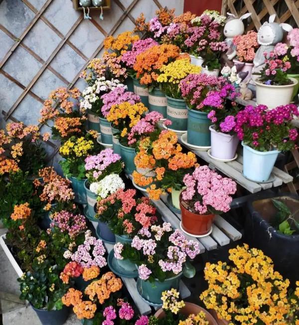 容易被水澆死的“10種花”，養不活都是由於手太勤