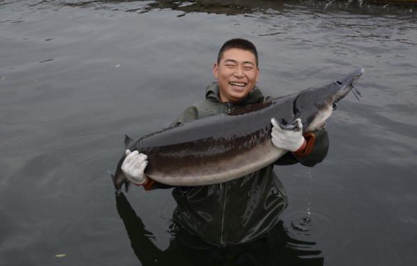 28歲副處長辭職養大魚一隻200公斤，肚子裡藏著20萬元美味，啥樣