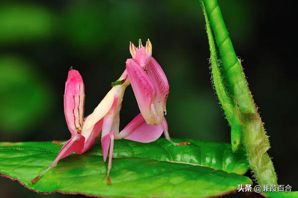 這些神奇的具有奇妙色彩的動物，你見過幾個？