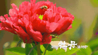 全國賞春花時間表出爐！你的家鄉上榜了嗎？