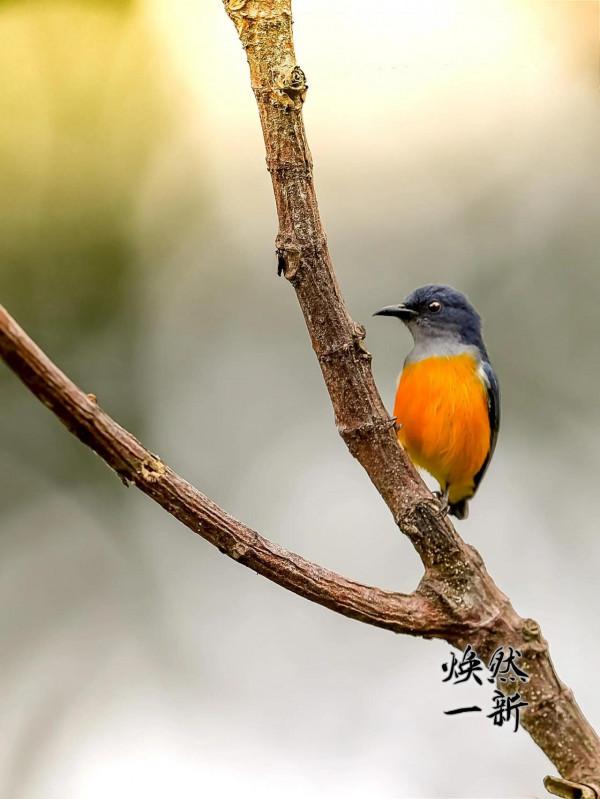 橙腹啄花鳥 橙腹啄花鳥