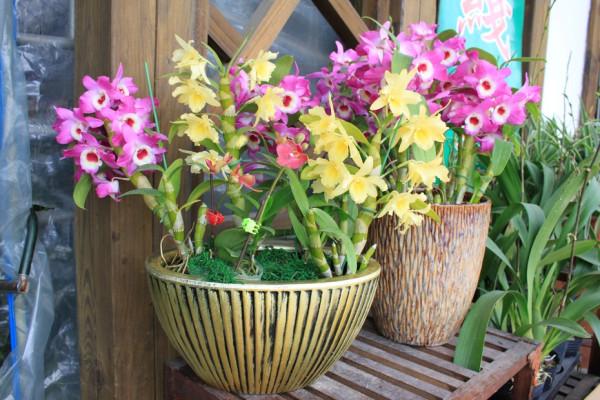 九種“耐陰花”,有點散光就能長,放在家裡“超有範” 九種“耐陰花”,有點散光就能長,放在家裡“超有範”