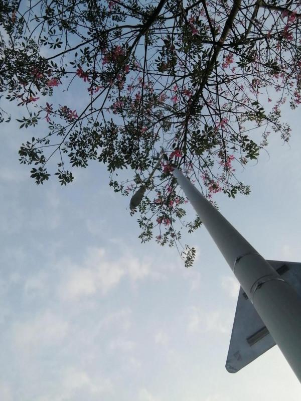 關於植物，總有它的幾分美