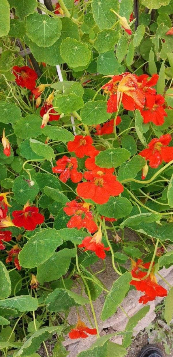 家裡養盆“窗簾花”，掛起來更有意境，活脫脫“植物窗簾”