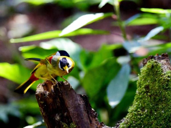 銀耳相思鳥 銀耳相思鳥