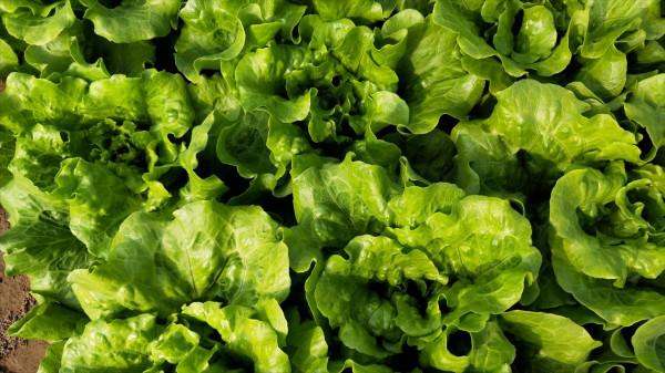 種植生菜，直播和育苗移栽有區別，選對了，產量才能提高