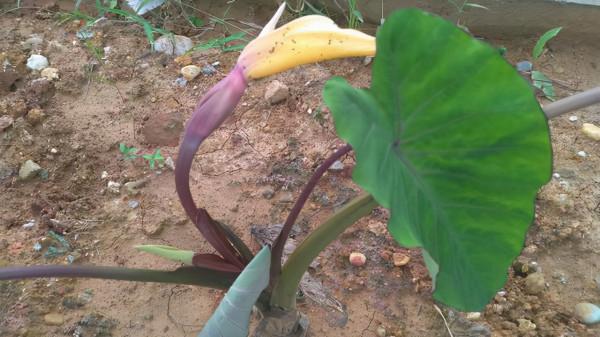 這種植物被稱為“芋”，不僅營養價值高，並且花也很美味