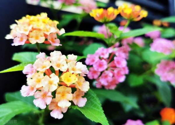 免疫力低的人，儘量少養5種花，瞭解一下有好處