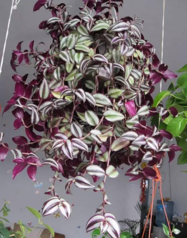 16種耐陰花，就算陽光不足，也能年年生長、開花