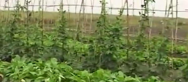 中國農民被騙到非洲賺大錢，下場有多慘？死在荒地無人知